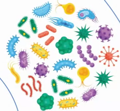 Anti-Collagen Type I Rabbit Antibody
