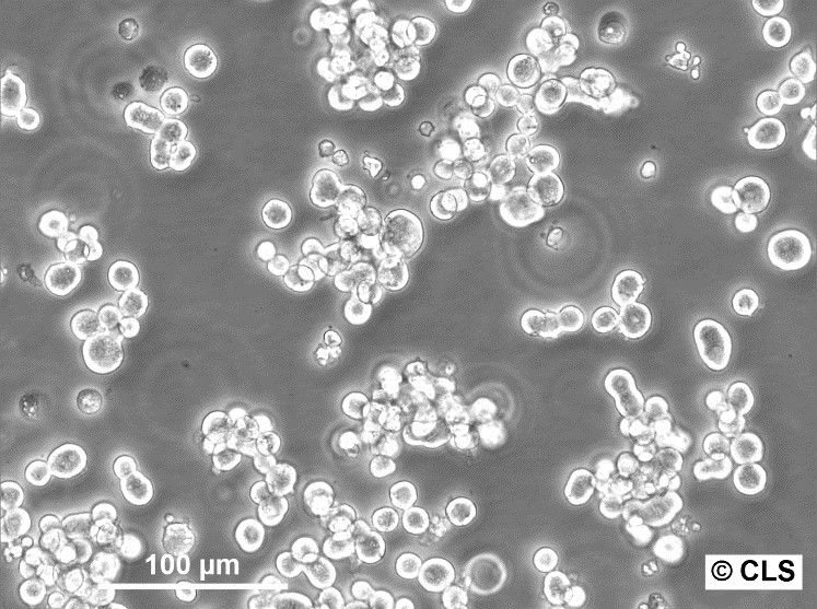 Colo-824 Cells