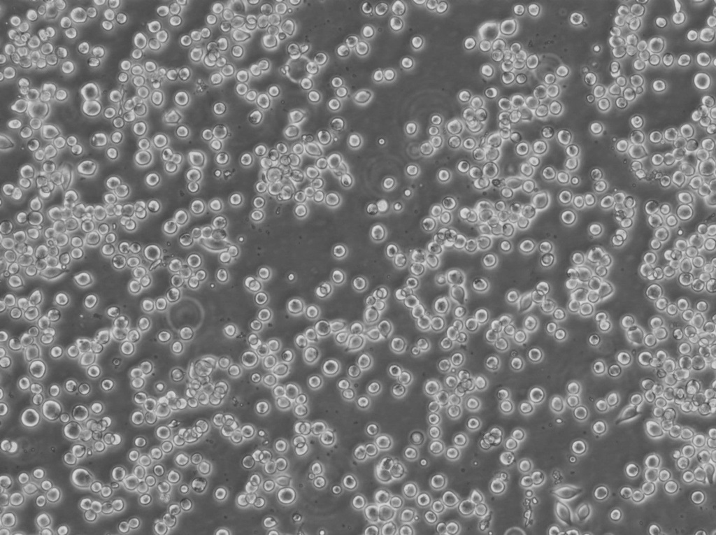 Colo-205 Cells